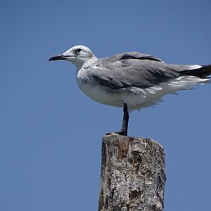 Laughing gull (Leucophaeus atricilla)