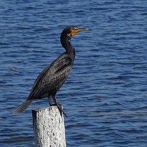 Double crested cormorant (Phalacrocorax auritus)