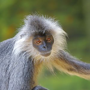 Indo-Chinese silver langur