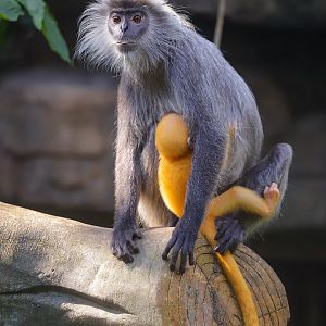 Indo-Chinese silver langur