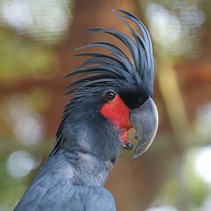 Palm cockatoo