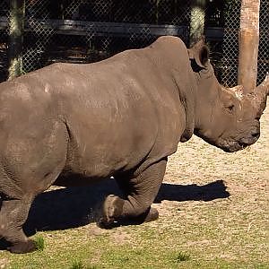 Jacksonville Zoo Winter 2019/2020 - YouTube