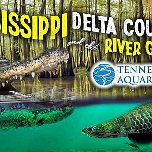 The Delta Country & the River Giants || Zoo Tours