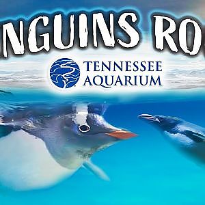 The Penguins' Rock || Tennessee Aquarium