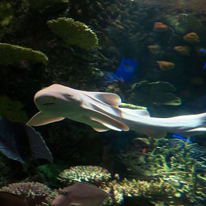 Captain the Zebra Shark (Stegostoma fasciatum)