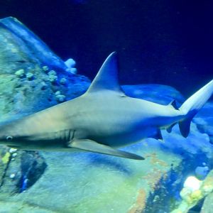 Sandbar Shark (Carcharhinus plumbeus)