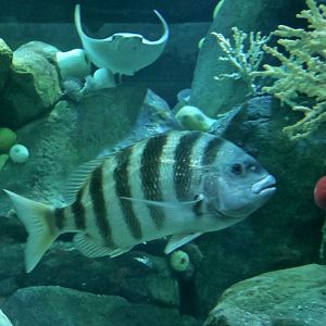 Sheepshead Sea Bream (Archosargus probatocephalus)