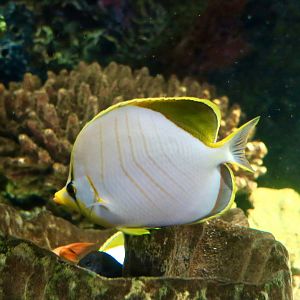 Yellowhead Butterflyfish (Chaetodon xanthocephalus)