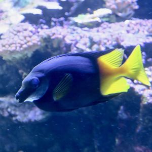 Bicolored Foxface (Siganus uspi)