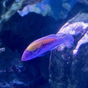 Orangeback Fairy-Wrasse (Cirrhilabrus aurantidorsalis)