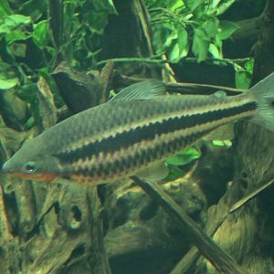 Lipstick Leporinus (Leporinus arcus)