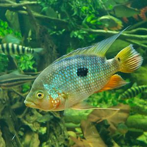 Caquetaia spectabilis