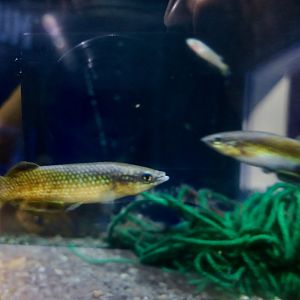 Madagascar Panchax (Pachypanchax sakaramyi)