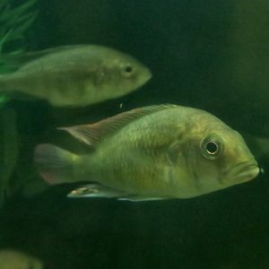 Haplochromis ishmaeli