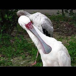 African Spoonbill Tribute - YouTube