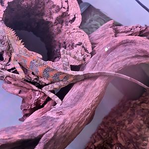 Chameleon Forest Dragon (Gonocephalus chamaeleontinus)