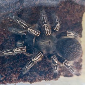 Costa Rican Zebra Tarantula (Aphonopelma seemanni)