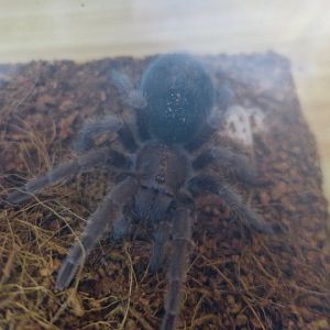 Brazilian Black Tarantula (Grammostola pulchra) spiderling