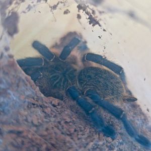 Golden Blue Leg Baboon (Harpactira pulchripes)