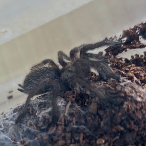 Socotra Island Blue Baboon (Monocentropus balfouri) spiderling