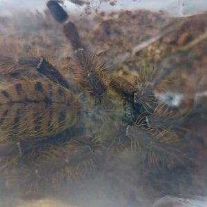 Singapore Blue Tarantula (Omothymus violaceopes)