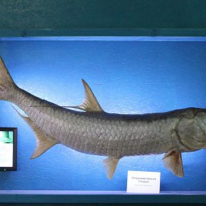 Atlantic tarpon specimen - Megalops atlanticus