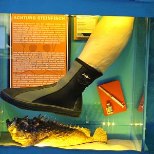 Warning display Stonefish