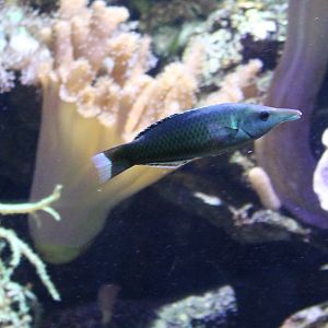 Bird wrasse - Gomphosus varius
