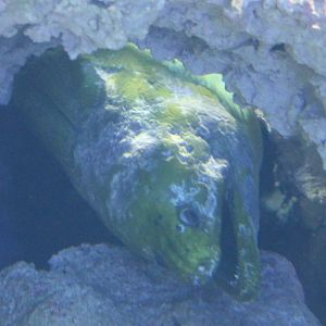 Green morey - Gymnothorax fenebris