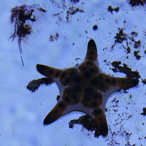 Starfish - Protoreaster nodosus