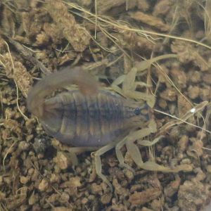 Indian Red Scorpion (Hottentotta tamulus)