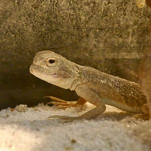 Toad-Headed Agama (Phrynocephalus mystaceus)
