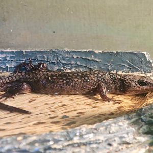 Sulawesi Water Skink (Tropidophorus baconi)