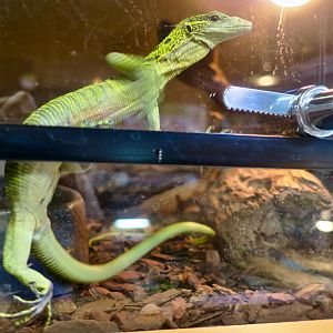 Reisinger's Tree Monitor (Varanus reisingeri)