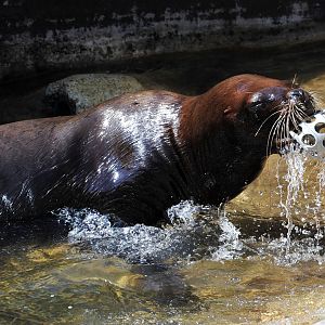 Sealion playing Fetch
