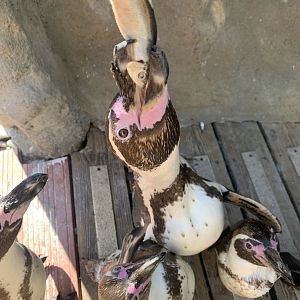 Penguin Feeding time