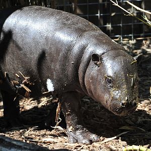 Baby Hippo Outside