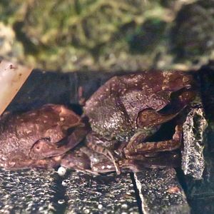Thai Spadefoot Toad (Leptobatrachium hendricksoni)