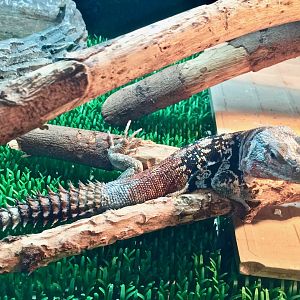 Yucatán Spiny-Tailed Iguana (Cachryx defensor)