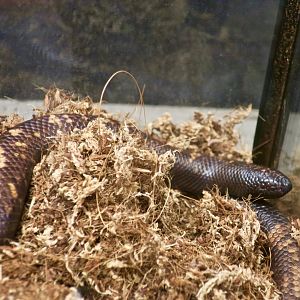 Calabar Ground Boa (Calabaria reinhardtii)