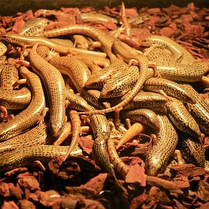 Ocellated Skink (Chalcides ocellatus)
