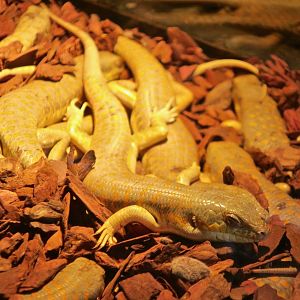Schneider's Skink (Eumeces schneiderii)