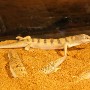 Sandfish Skink (Scincus scincus)