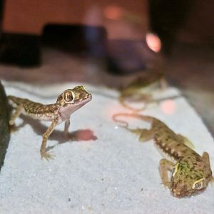 Lichtenstein's Short-Fingered Gecko (Stenodactylus sthenodactylus)