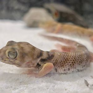 Roborowski's Frog-Eyed Gecko (Teratoscincus roborowskii)