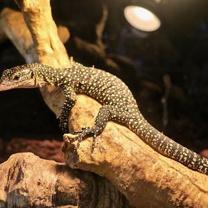 Mangrove Monitor (Varanus indicus)