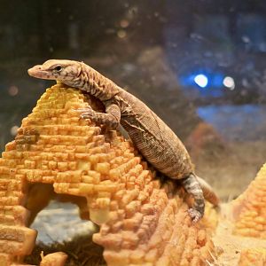 Pilbara Rock Monitor (Varanus pilbarensis)