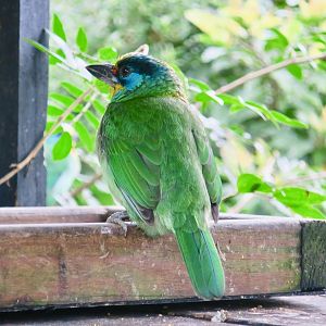 Taiwan Barbet (Psilopogon nuchalis) - Green World