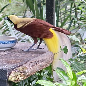 Lesser Bird-of-Paradise (Paradisaea minor) - Green World