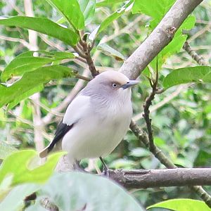 White-Shouldered Starling - Sturnia sinensis